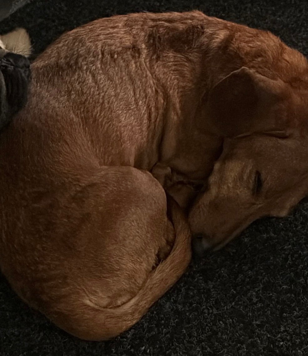 Nabízíme jezevčíka bez PP ke krytí - 5