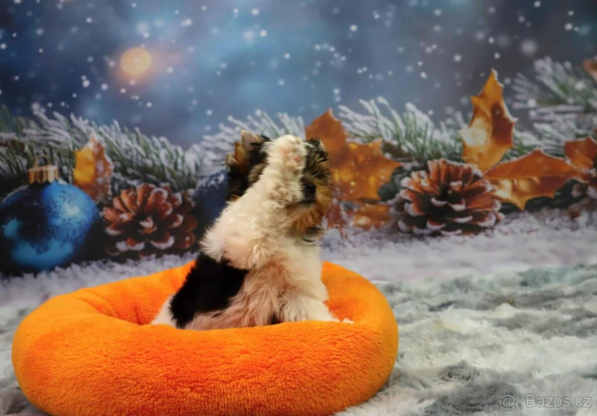 Biewer terriér jorkšírský - 5