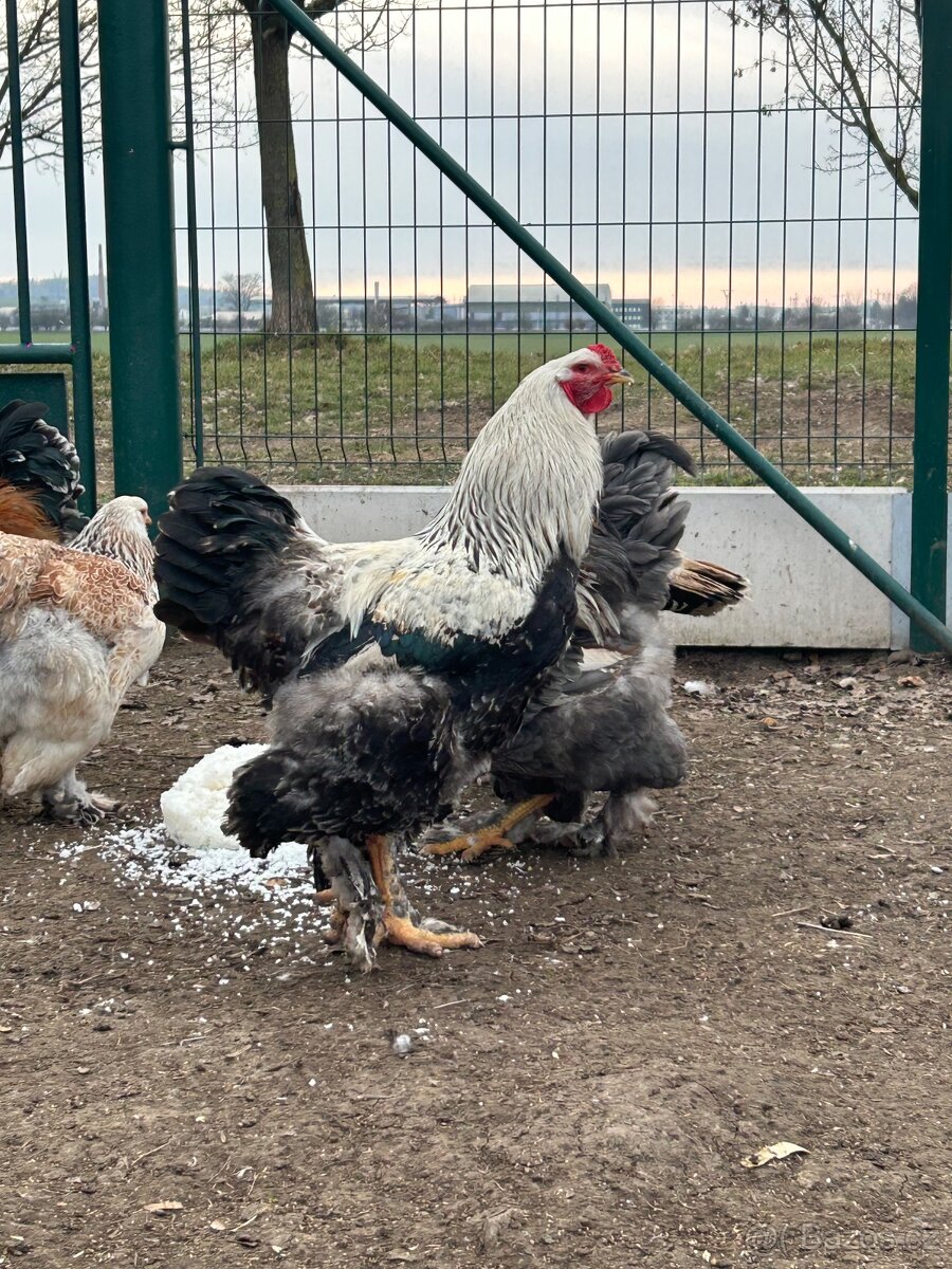 NV Brahmánka velká - 5