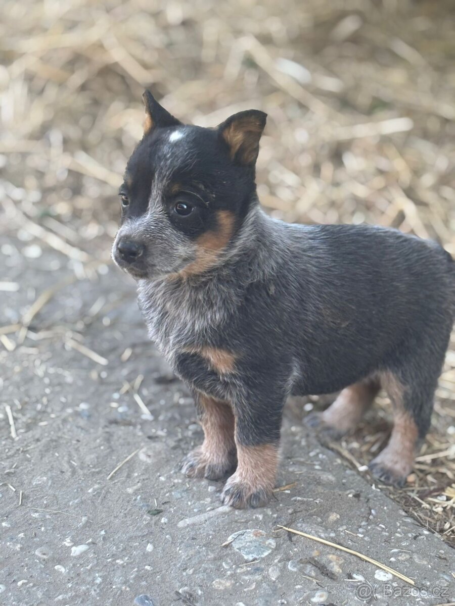 Austrálský honácky pes - 5