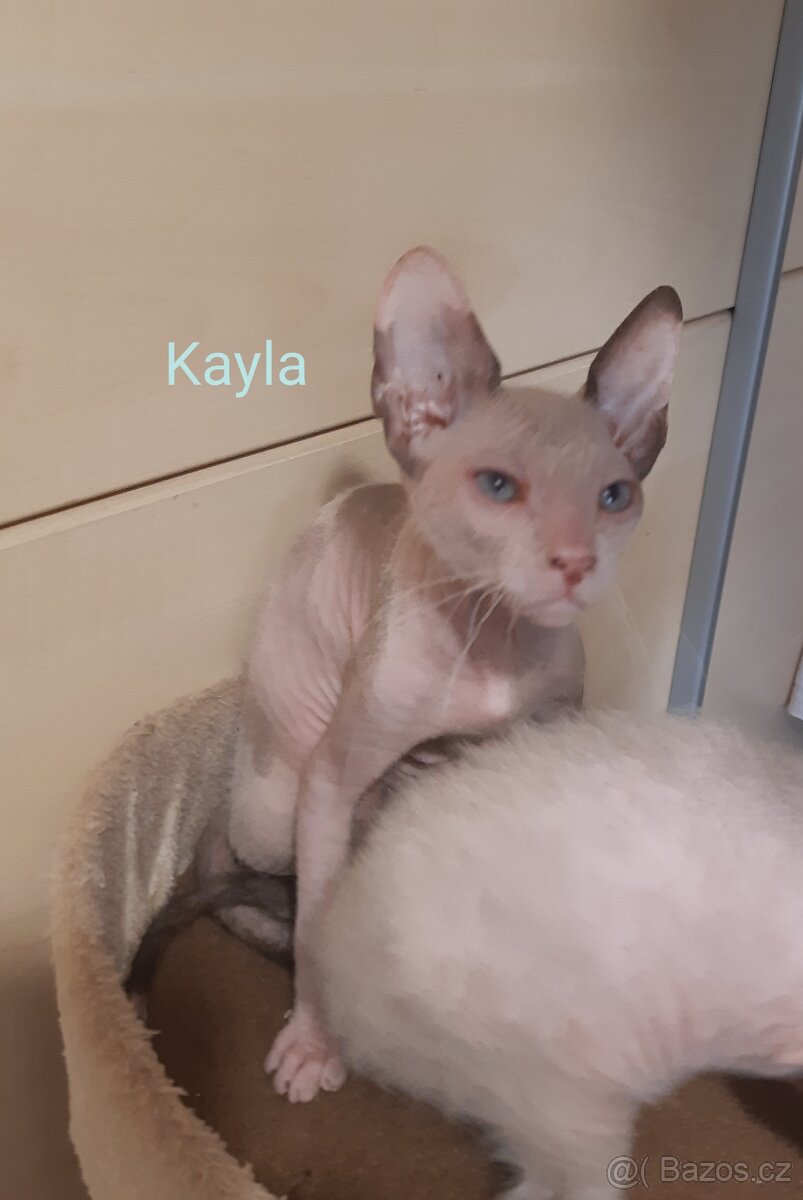 Don Sphynx Koťátka - 5