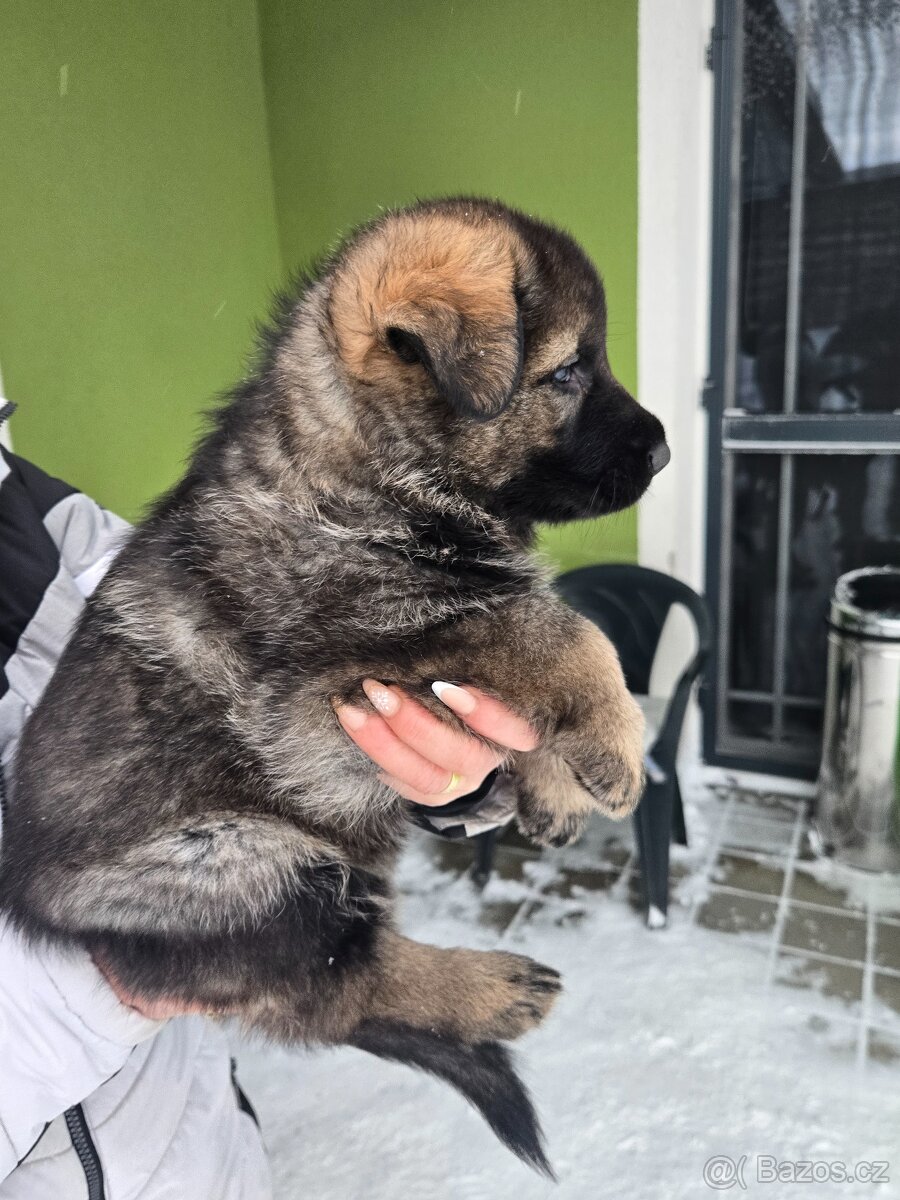 Německý ovčák - 5