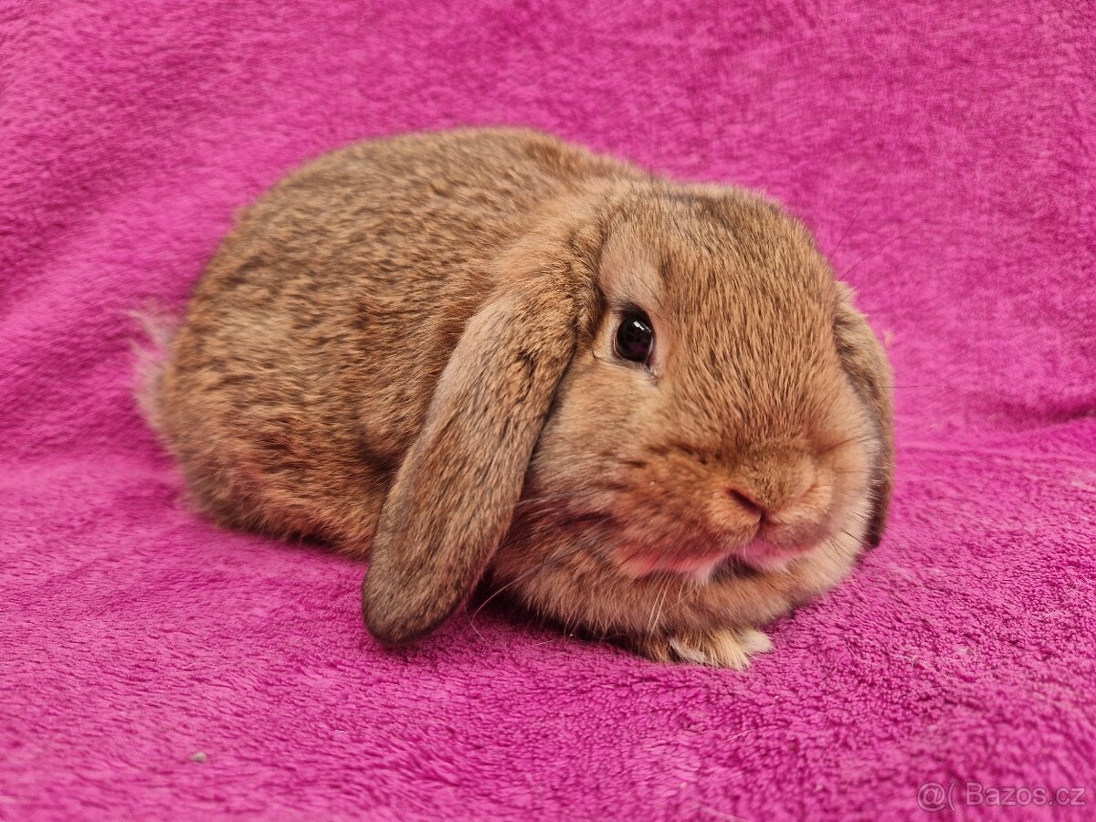 Zakrslý beránek samička - 5