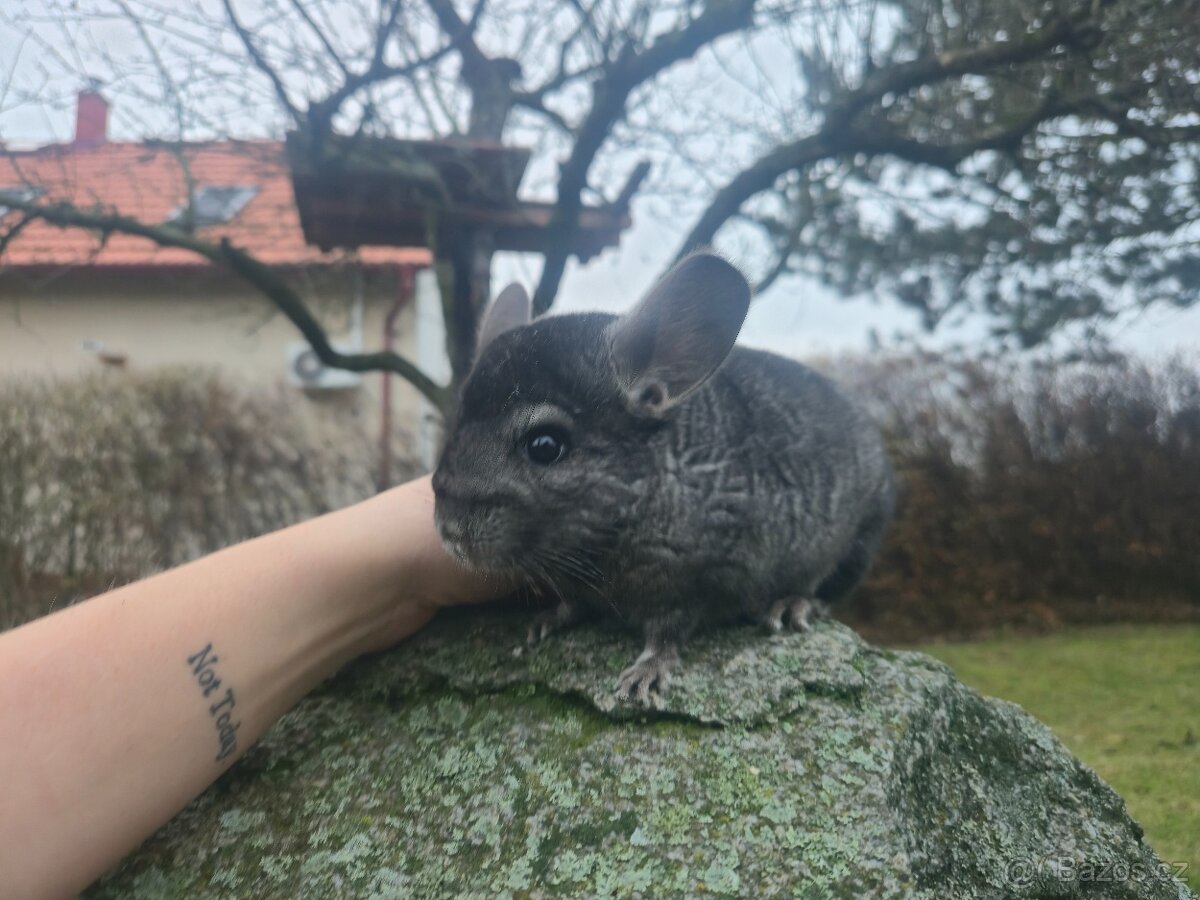 Činčila- samec, samice - 5
