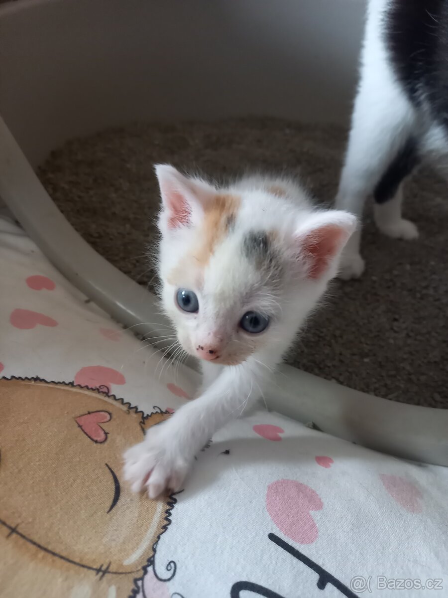 Darujeme kočičky do dobrých rukou - 5