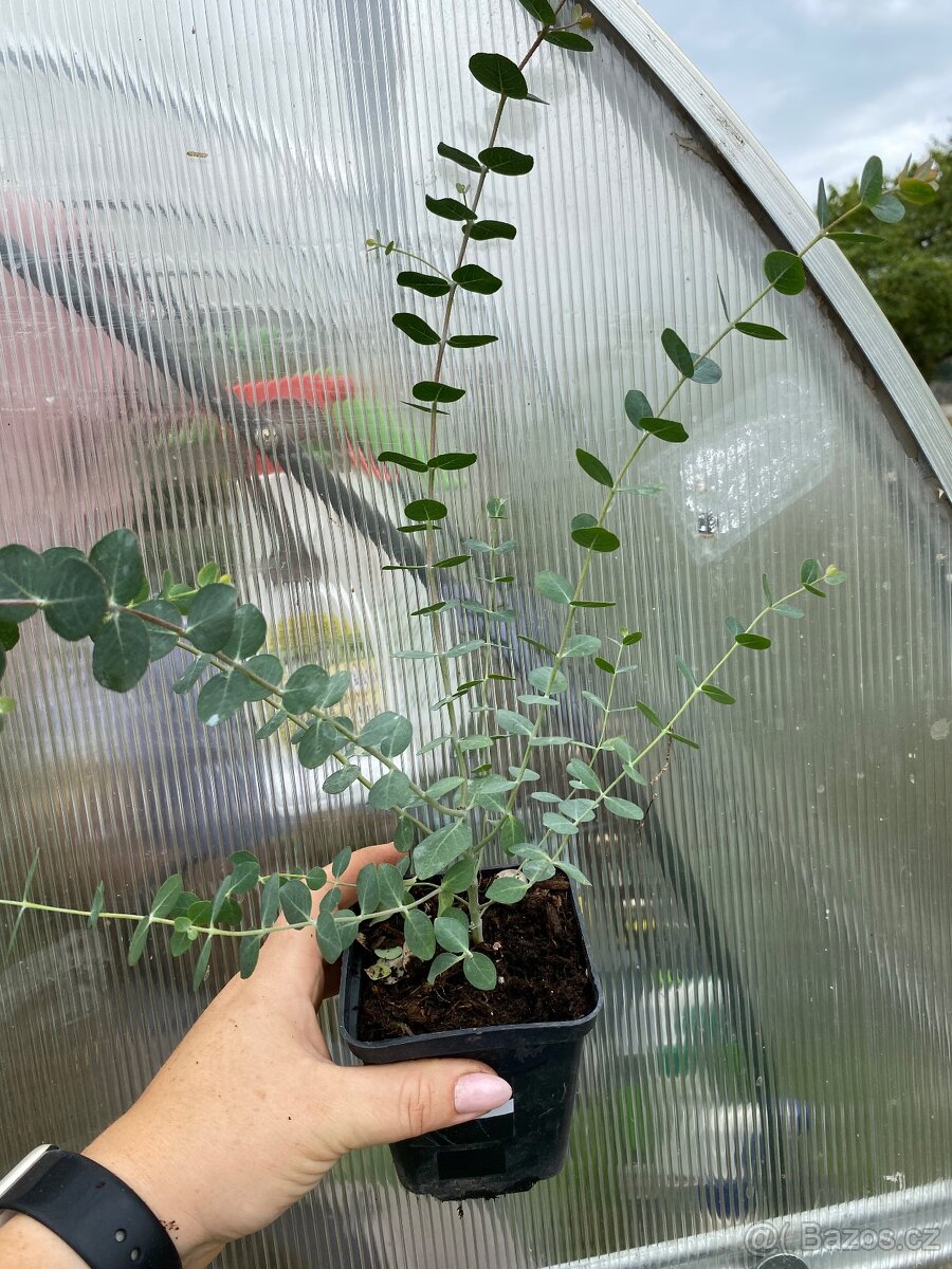 Prodej Eukalyptů - 5