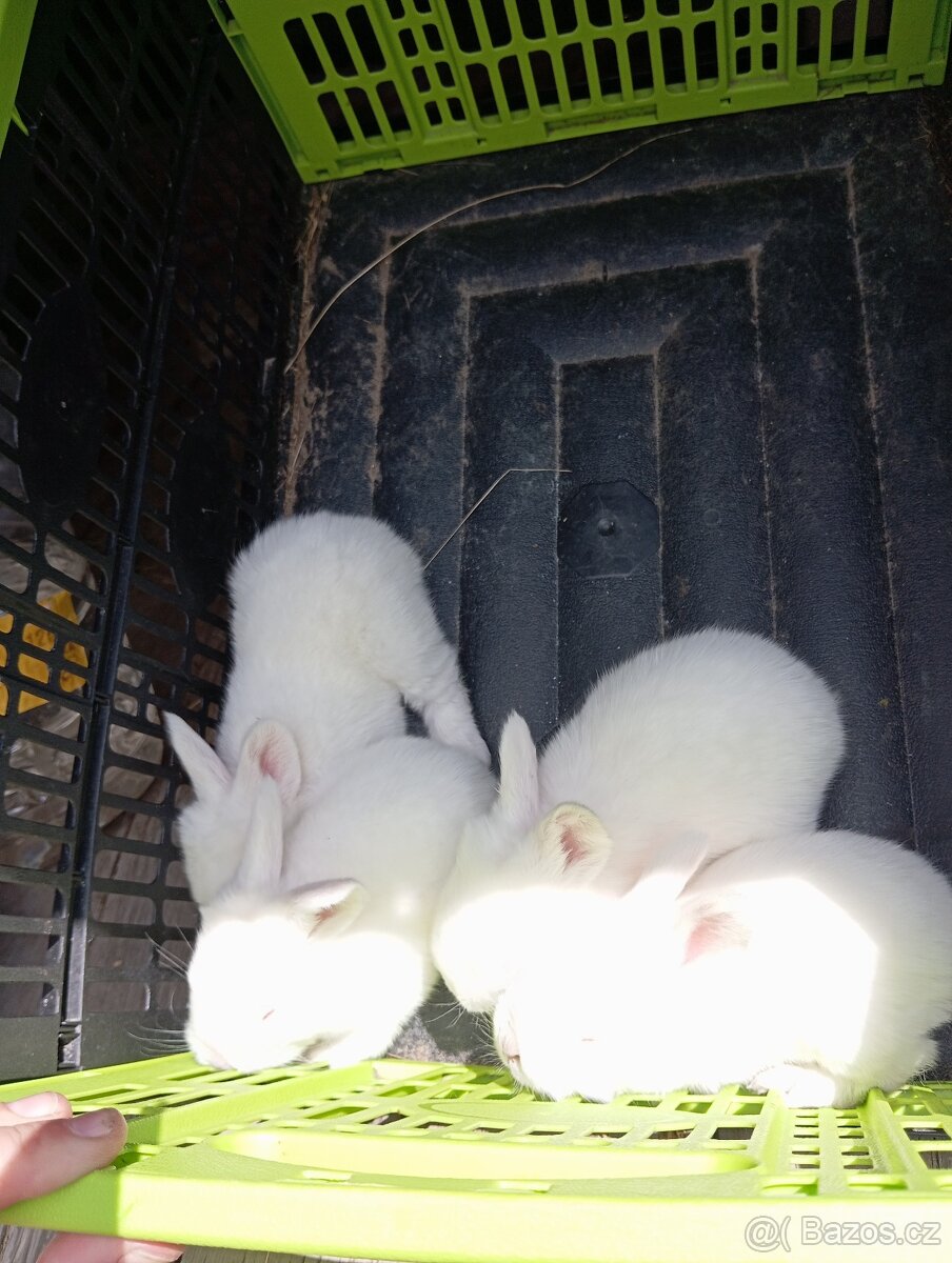 Králíky k chovu nebo na výkrm - 5