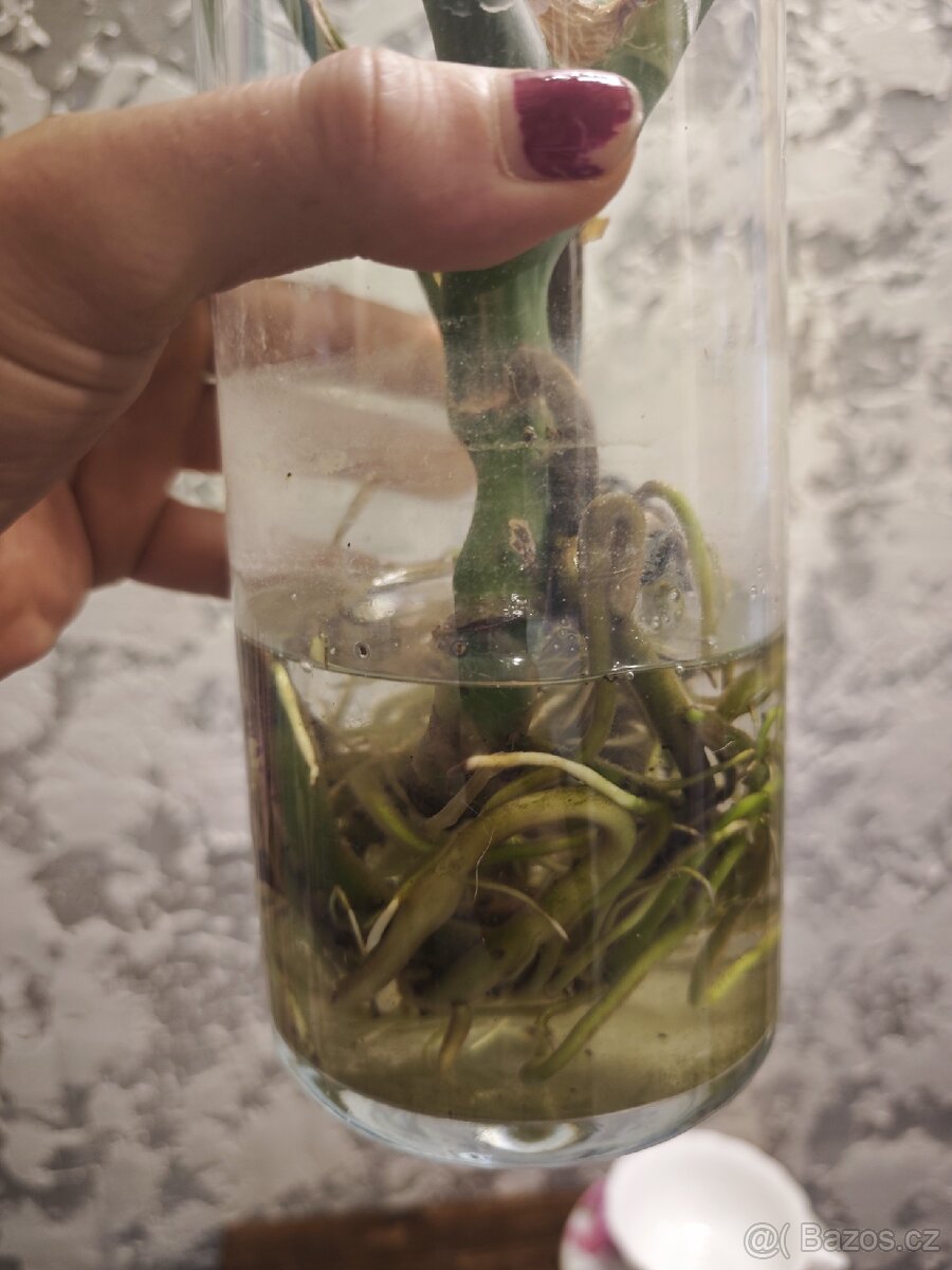 Monstera Deliciosa - 5