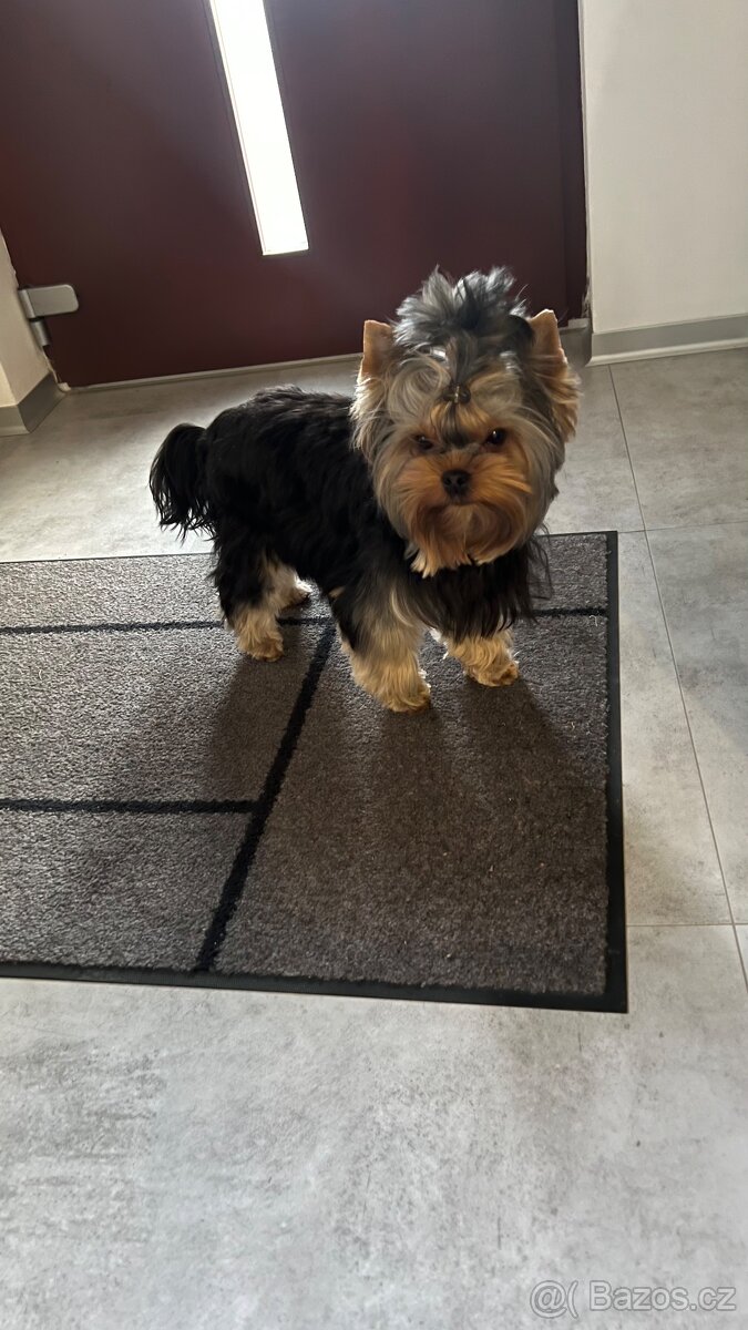 Krytí – jorkšírský teriér 3 roky, 5 kg - 5