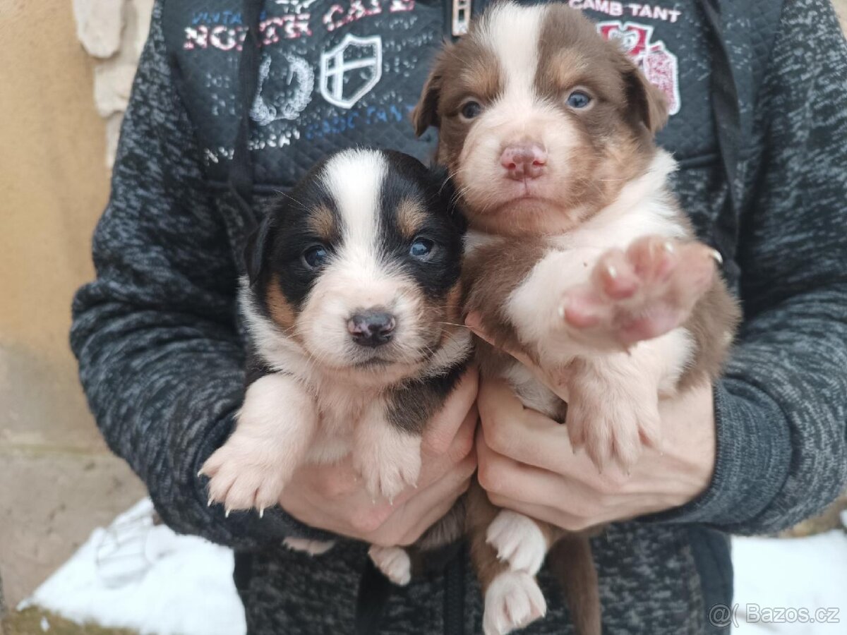 Miniaturní americký ovčák - 5