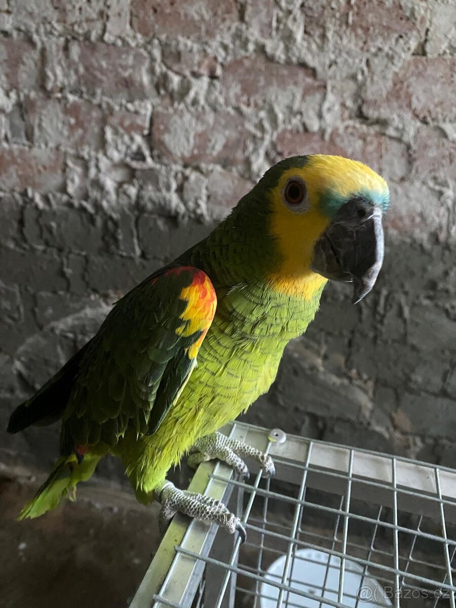 Amazoňan modročelý - 5