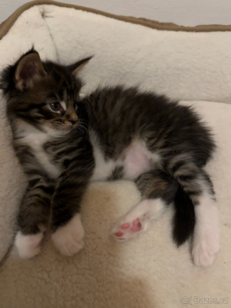 Mainská mývalí - kotě bez PP - 5