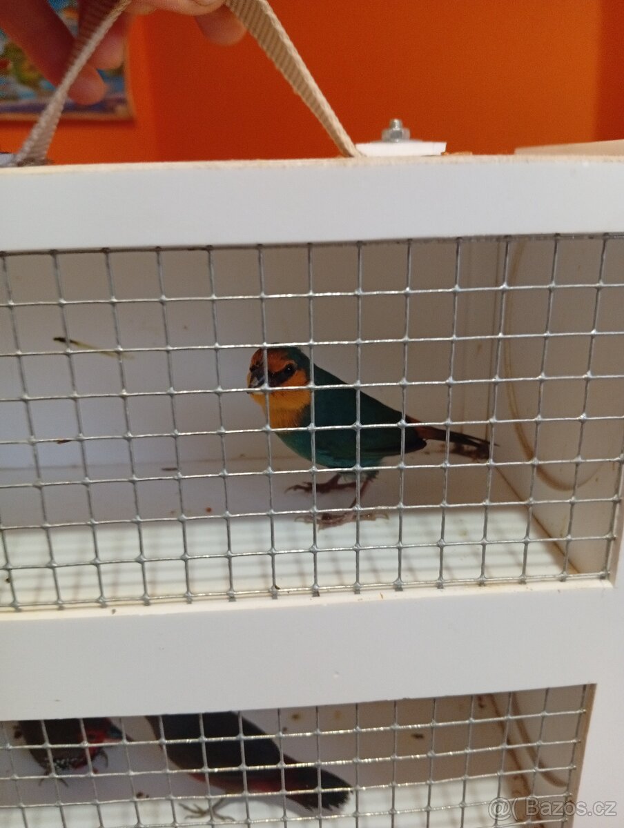 Amada papouščí červenohlavá, drobot - 5