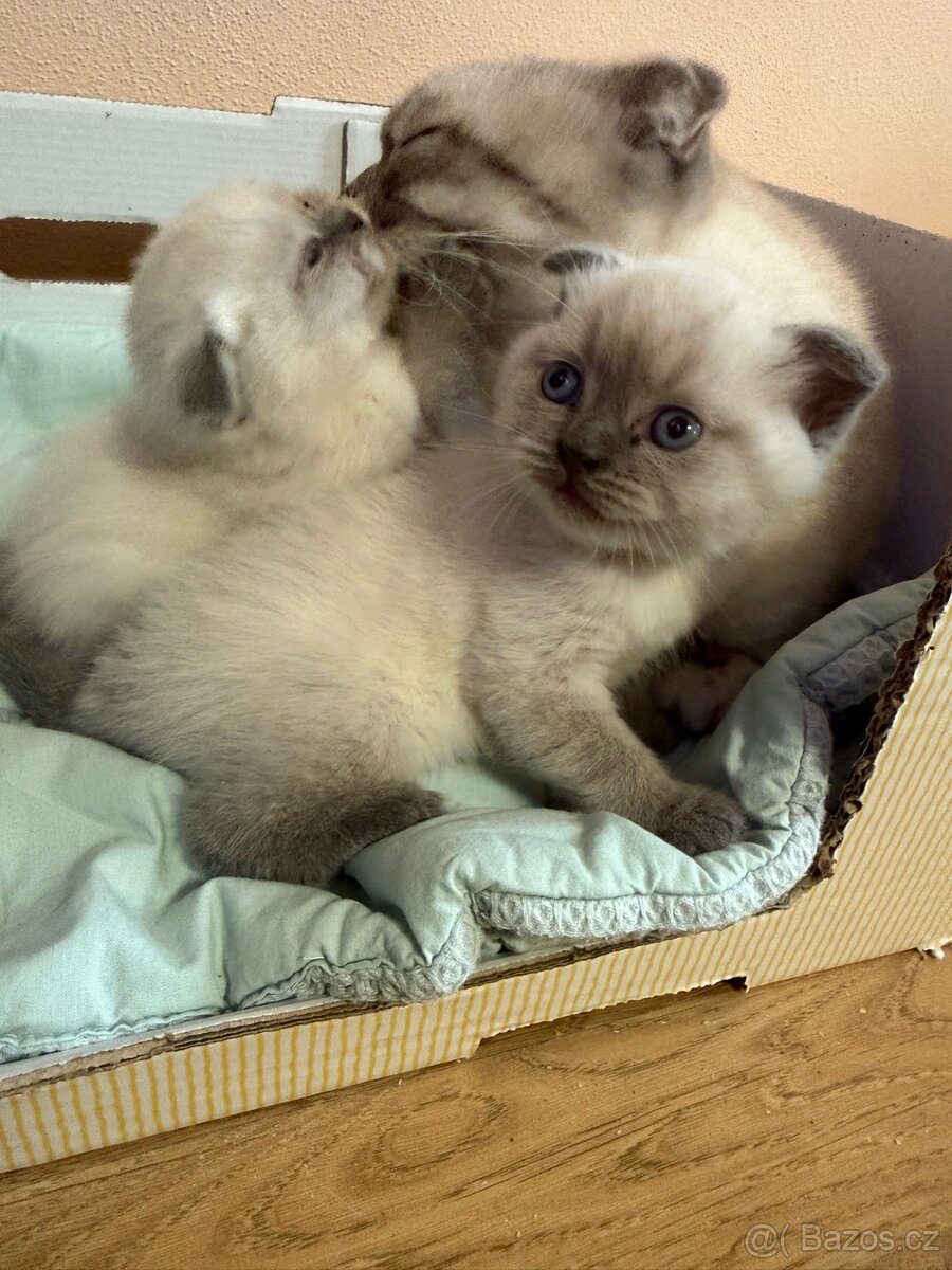 Skotské klapouchá koťata - 5