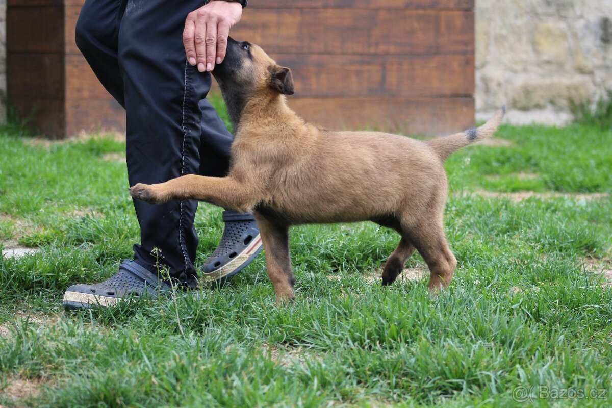 Belgický ovčák malinois s PP - 5