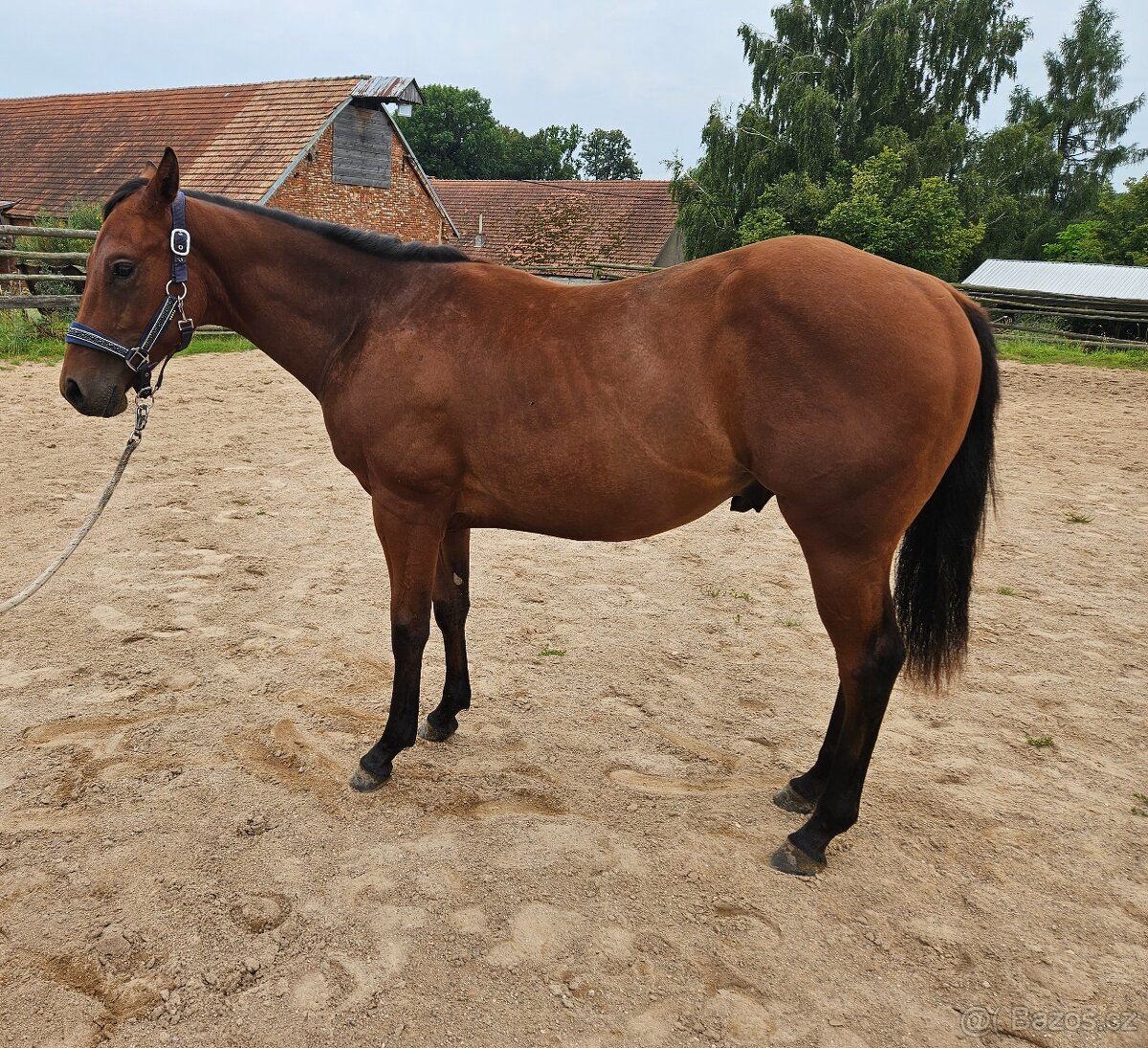 Roční hřebec Paint horse - 5