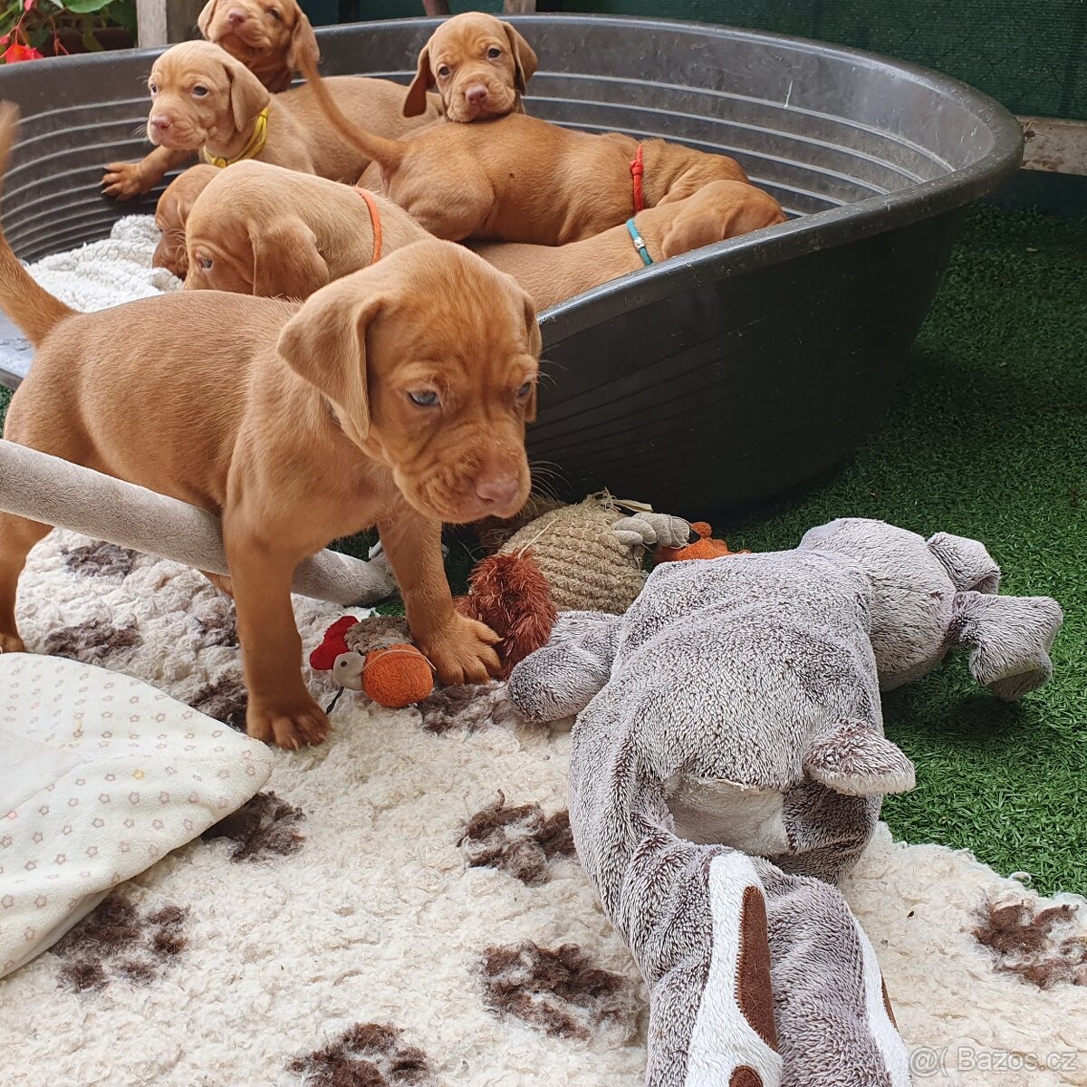 Maďarský ohař krátkosrstý s PP - 5