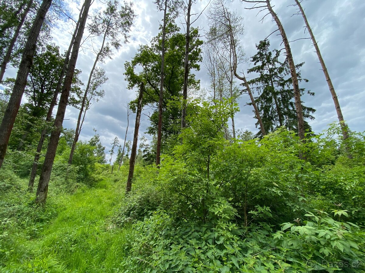 Lesní pozemek Lštění nad Zubřinou - 5