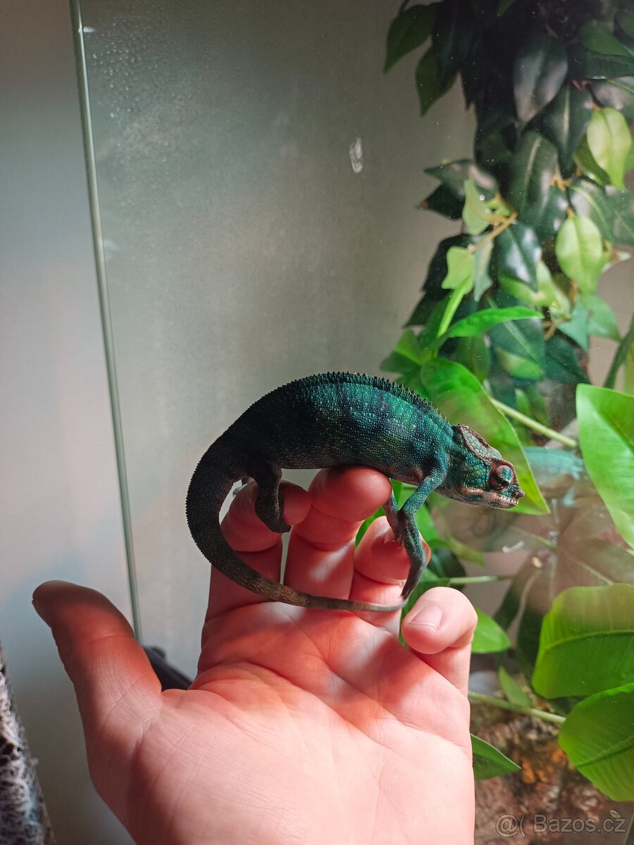 Chameleon Pardálí - 5