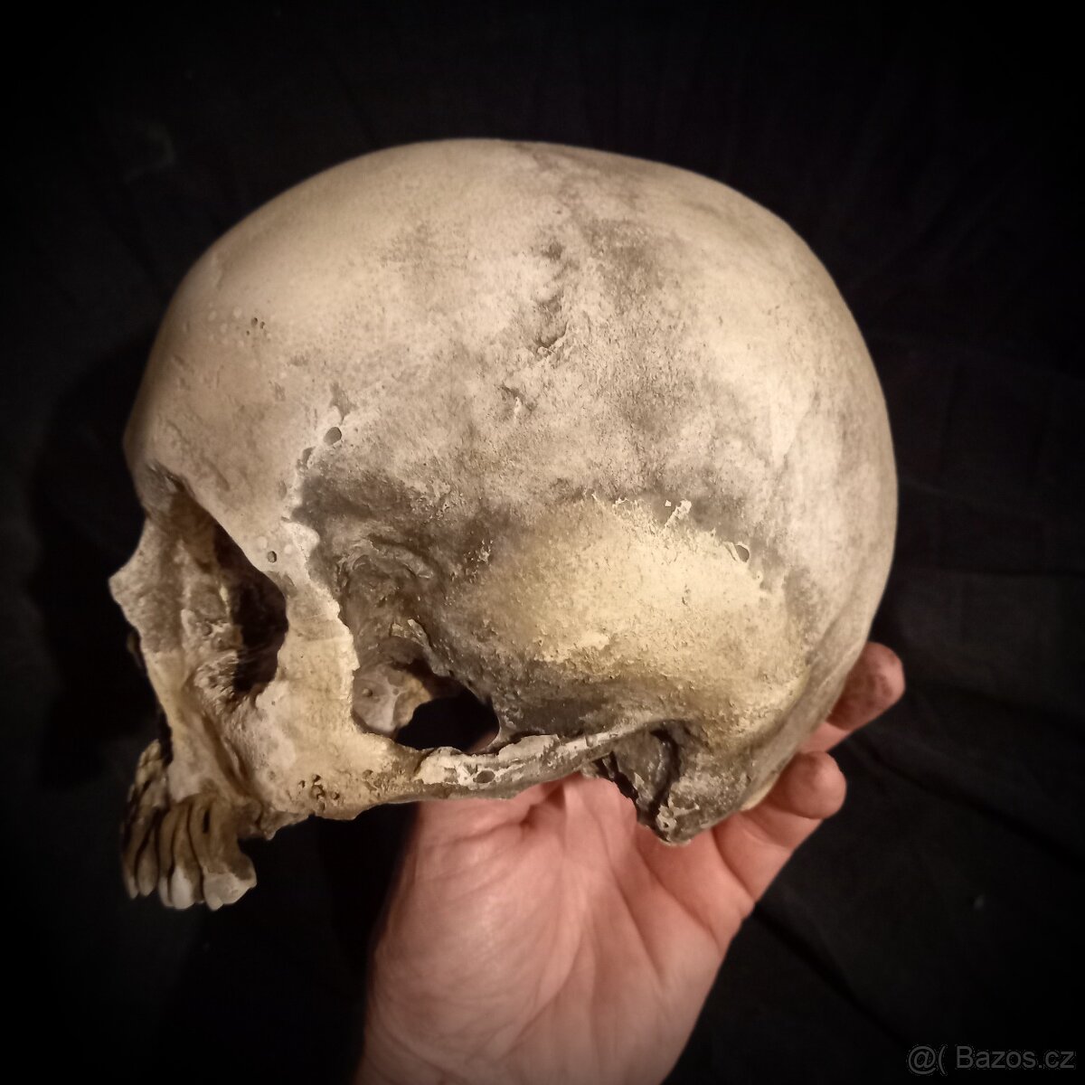 Replika lidské lebky human skull replica - 5