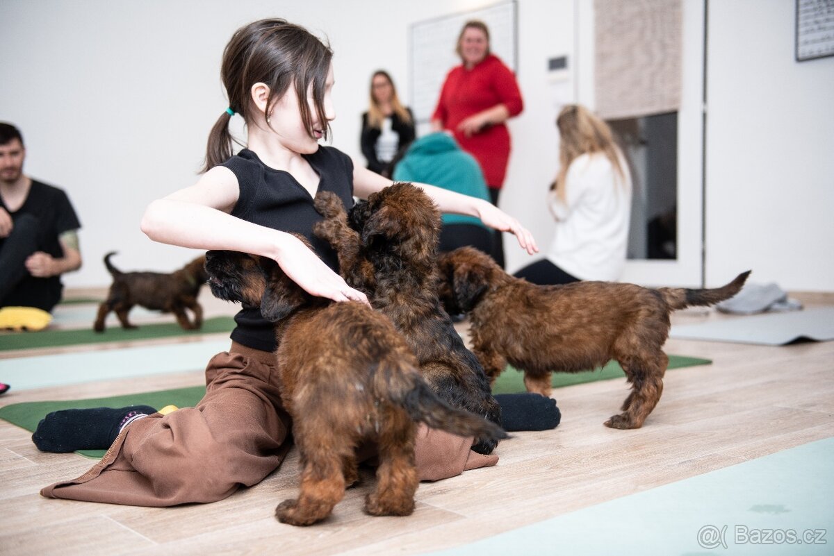 Briard štěňátka s PP - 5