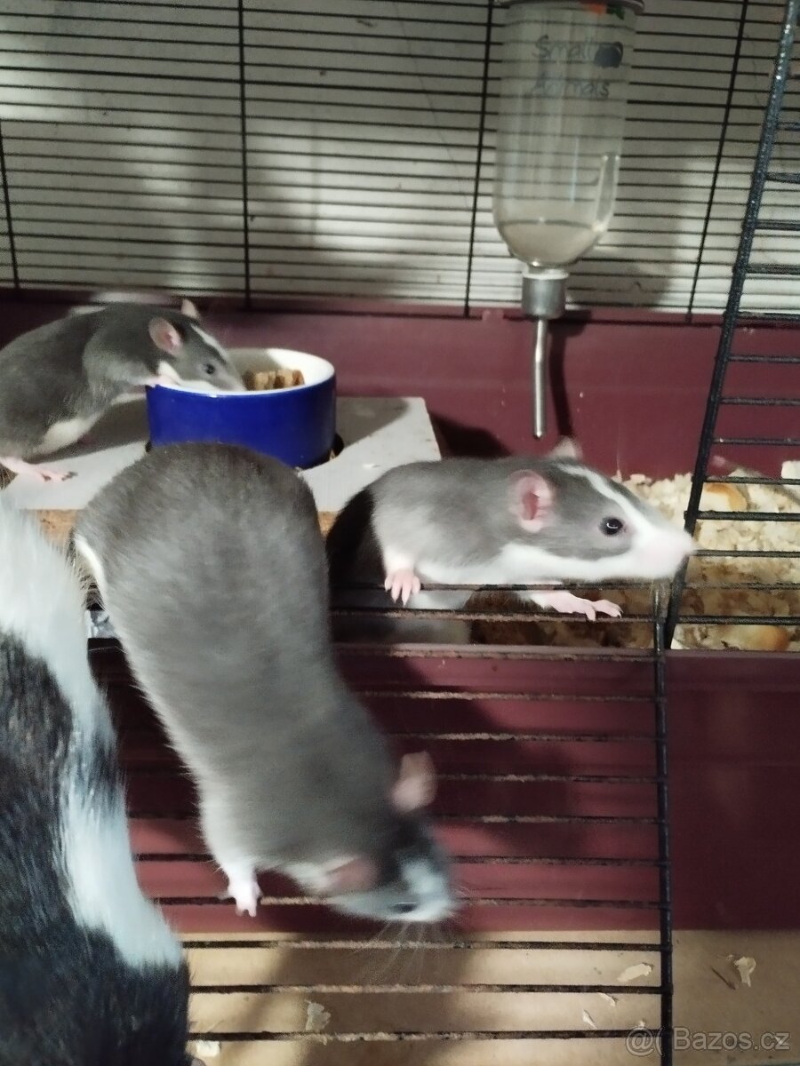 Potkani a barevné myšky - 5