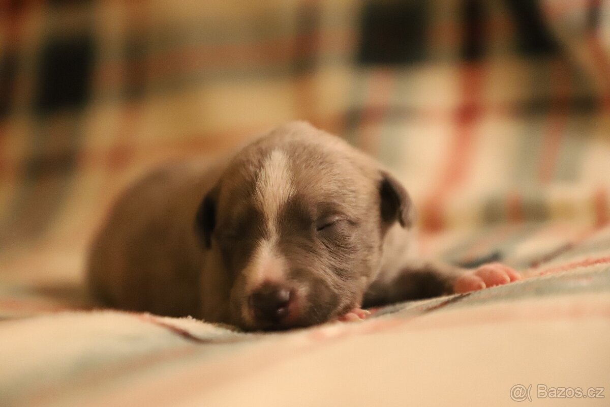 Whippet / Vipet s PP - 5