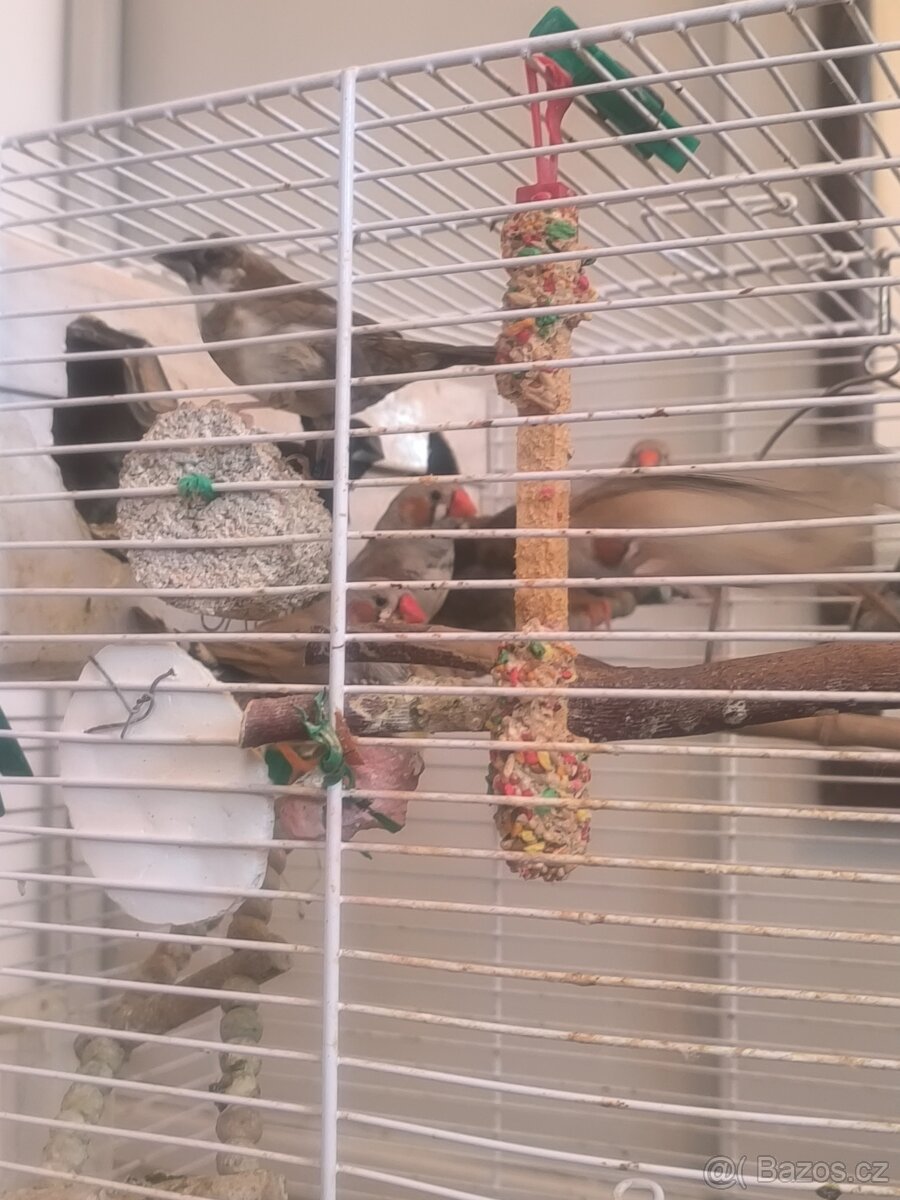 Prodám zebry chůvy,kanáři. - 5