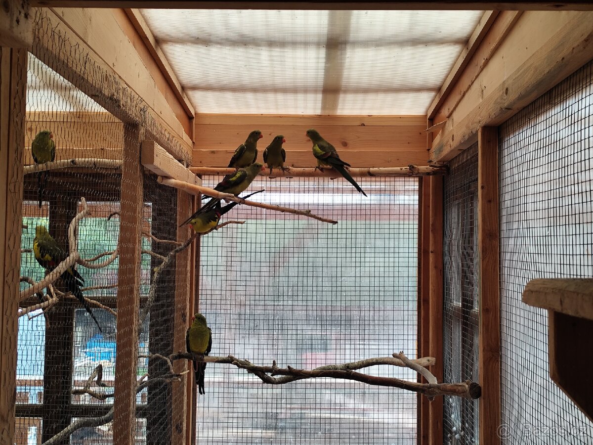 Papoušek horký - 5