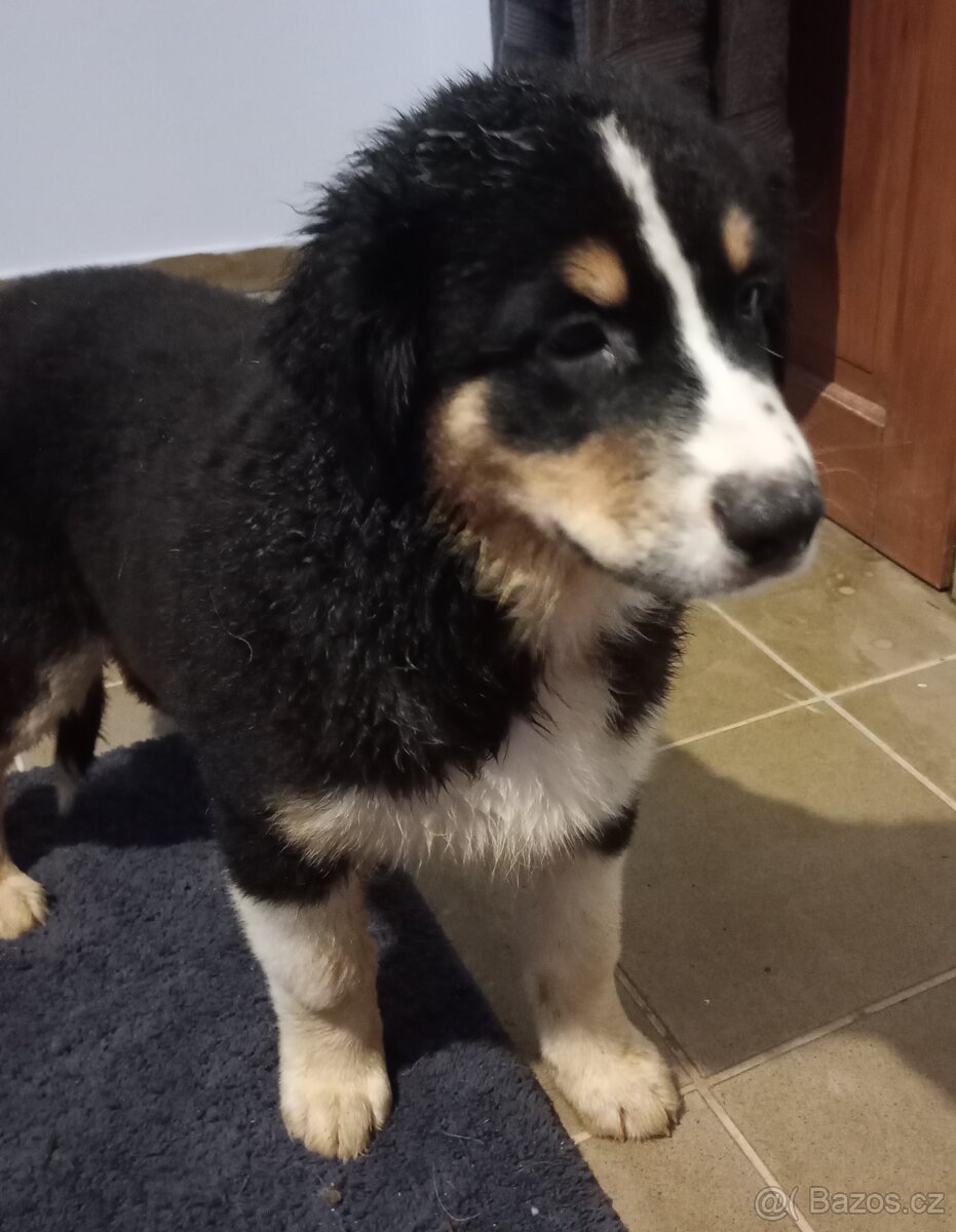 Australský ovčák bez PP - 5