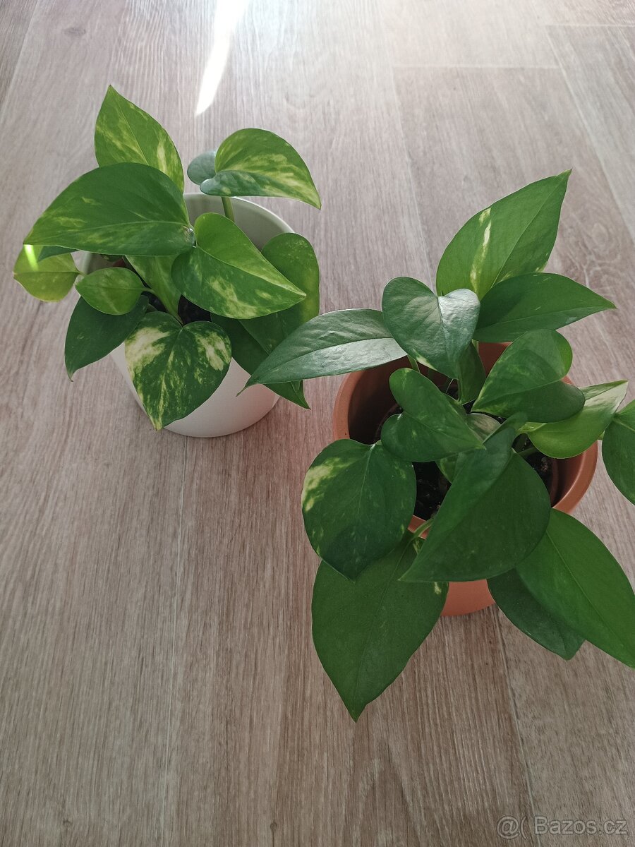 Dracéna a 2 Šplhavnice - 5