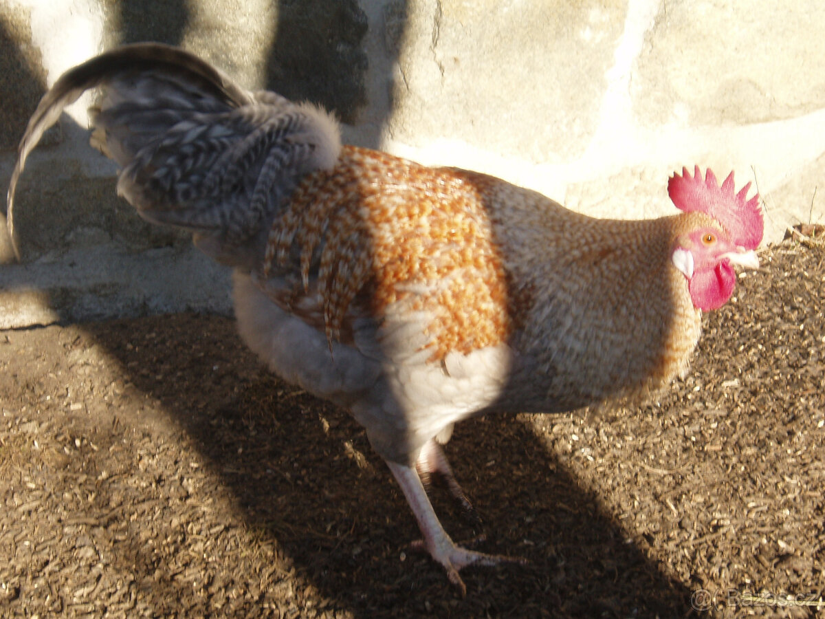 Kohout, kohouti do chovu - 5