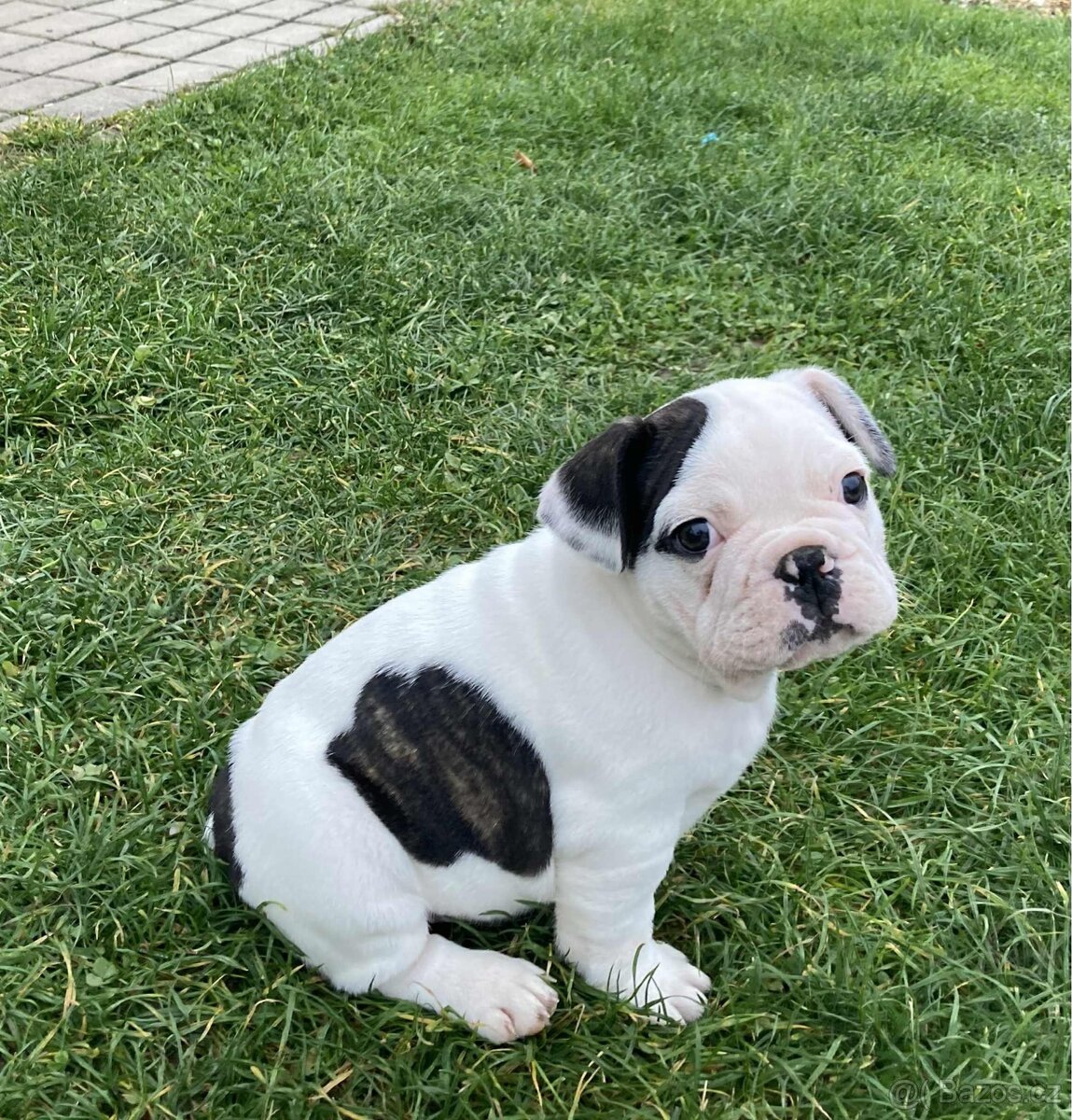 Francouzský buldoček bez PP - 5