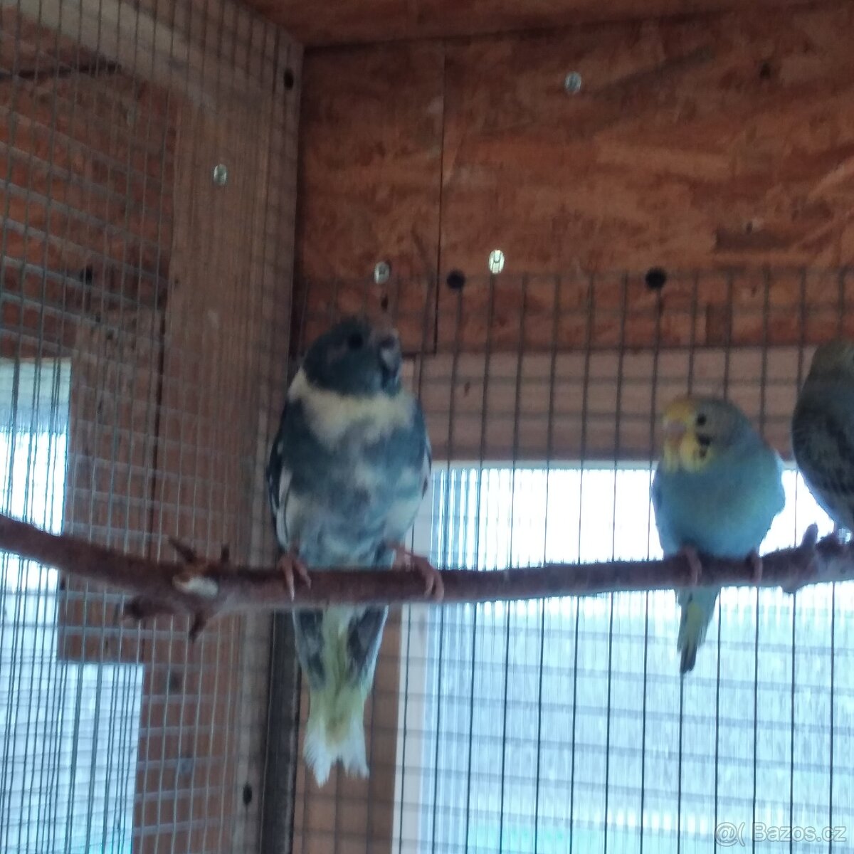 Kakariki rudočelý - 5