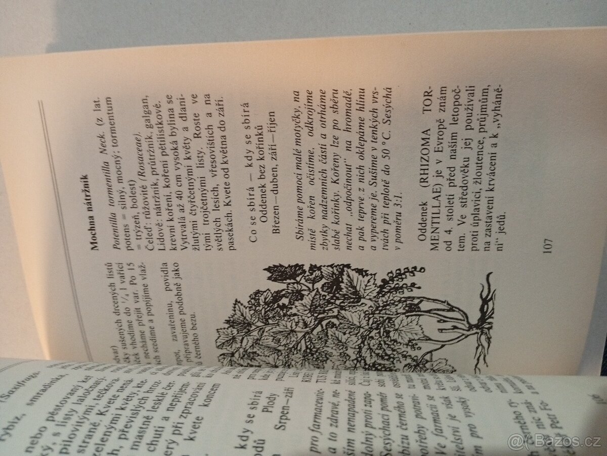 Rostliny v domácí lékárně - 5