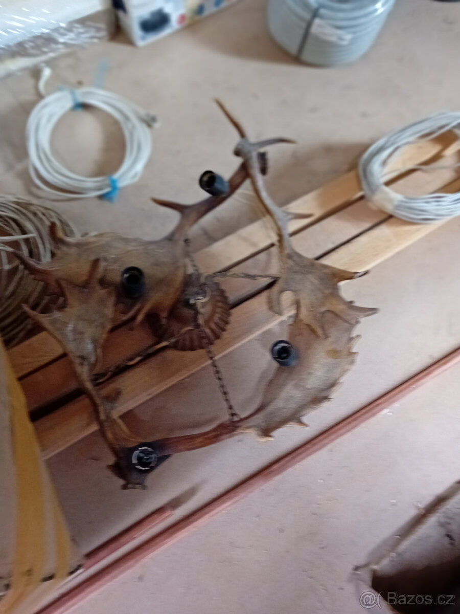 Jelení a srnčí trofeje - 5