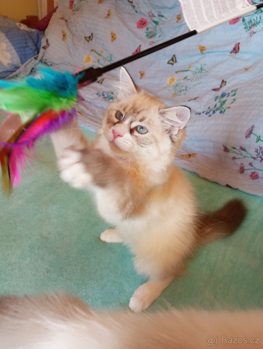 koťátka Ragdoll - 5