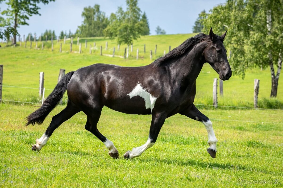 klisna Barock pinto, 5 let - 5