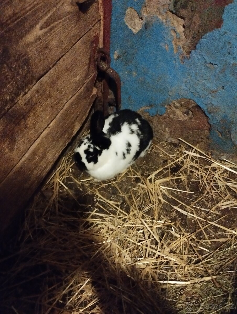 Německé obrovité - 5