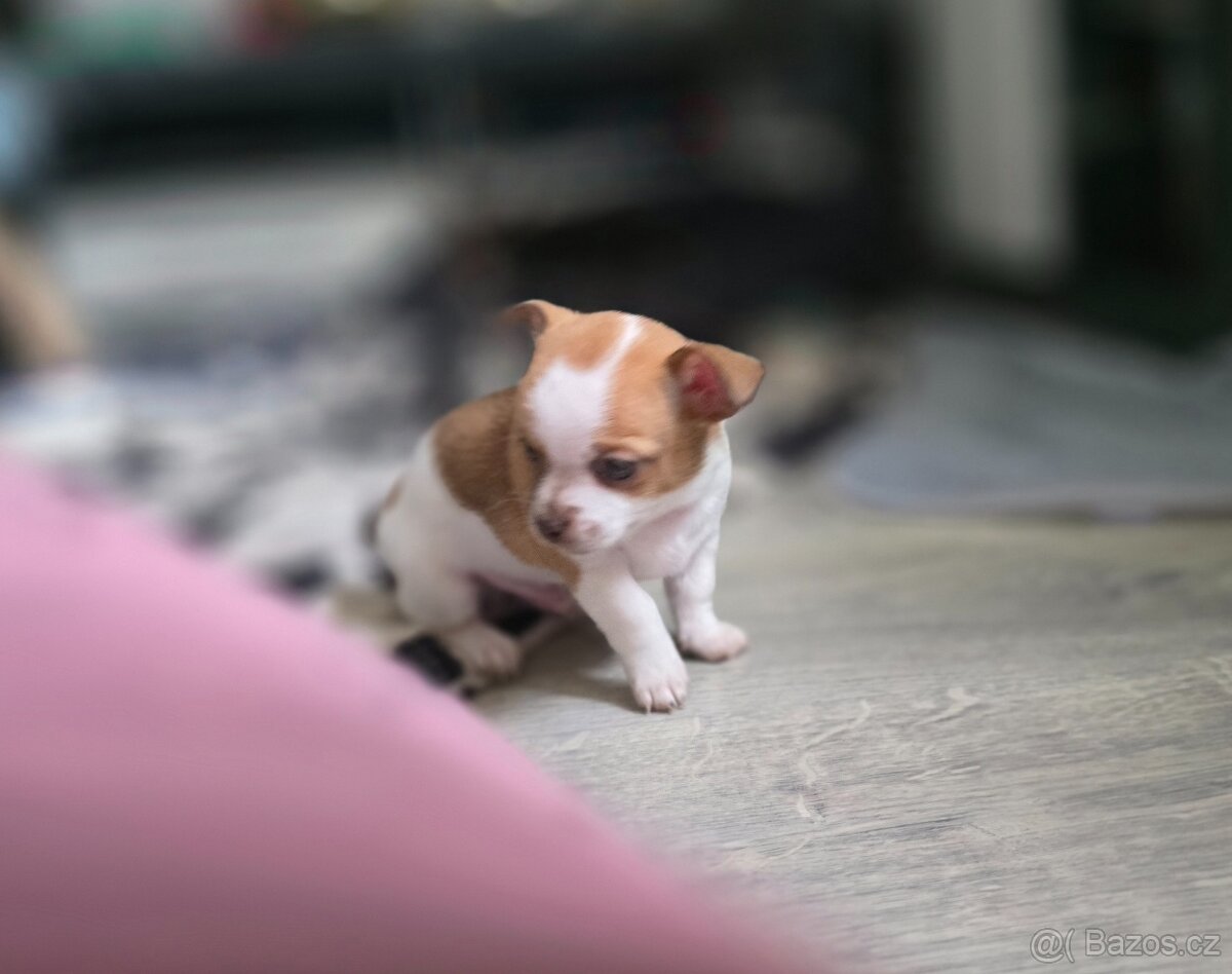 Čivava chlapeček - 5