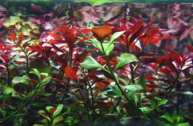 Ludwigia repens Česky zakucelka plazivá - 5