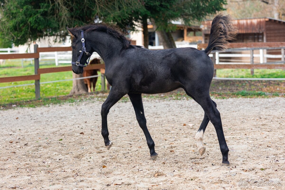 Nádherný hřebeček po Warness ZH - 5