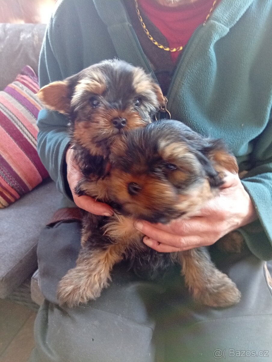 Jorkšírský teriér štěňátka pejsci - 5