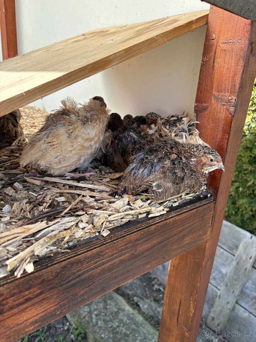 Křepelky - kohoutci - 5