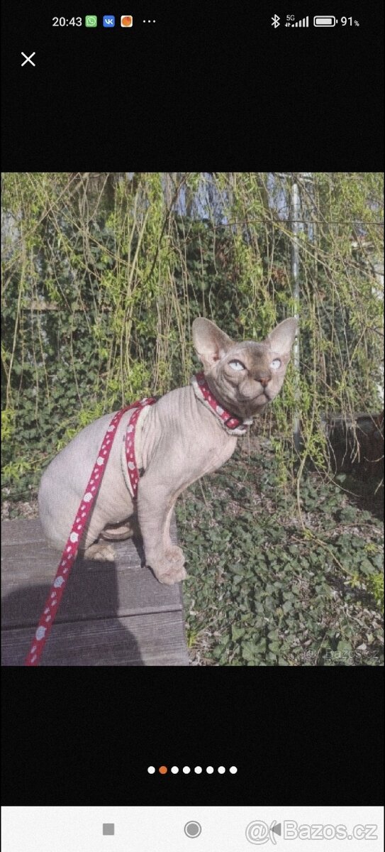 Kocour kanadský sphynx s PP ke krytí - 5