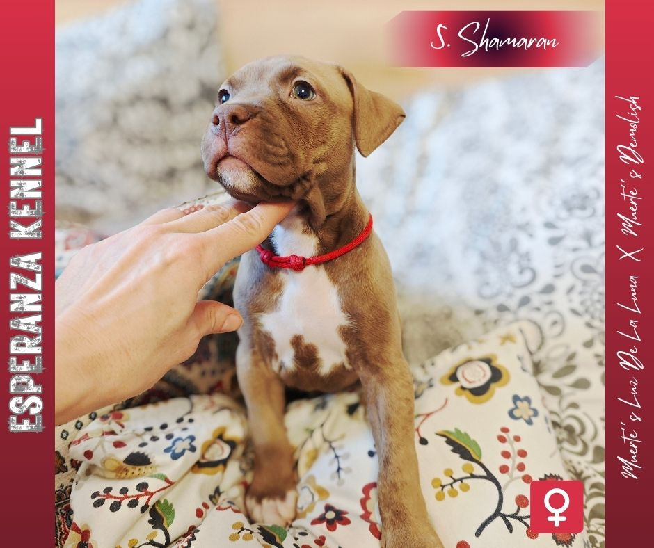 Americký pitbulterier štěňata s PP - 5