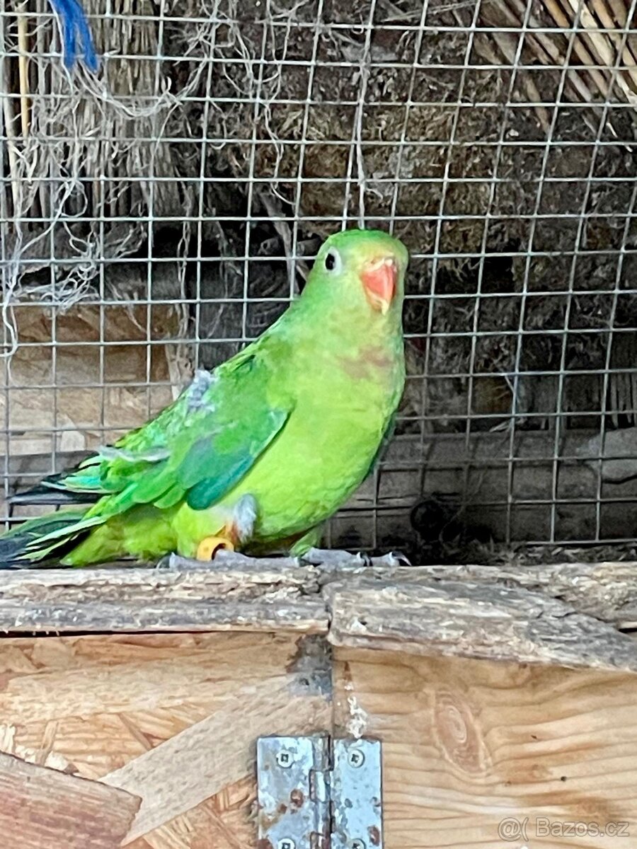 Papoušek Nádherný samice a samec - 5