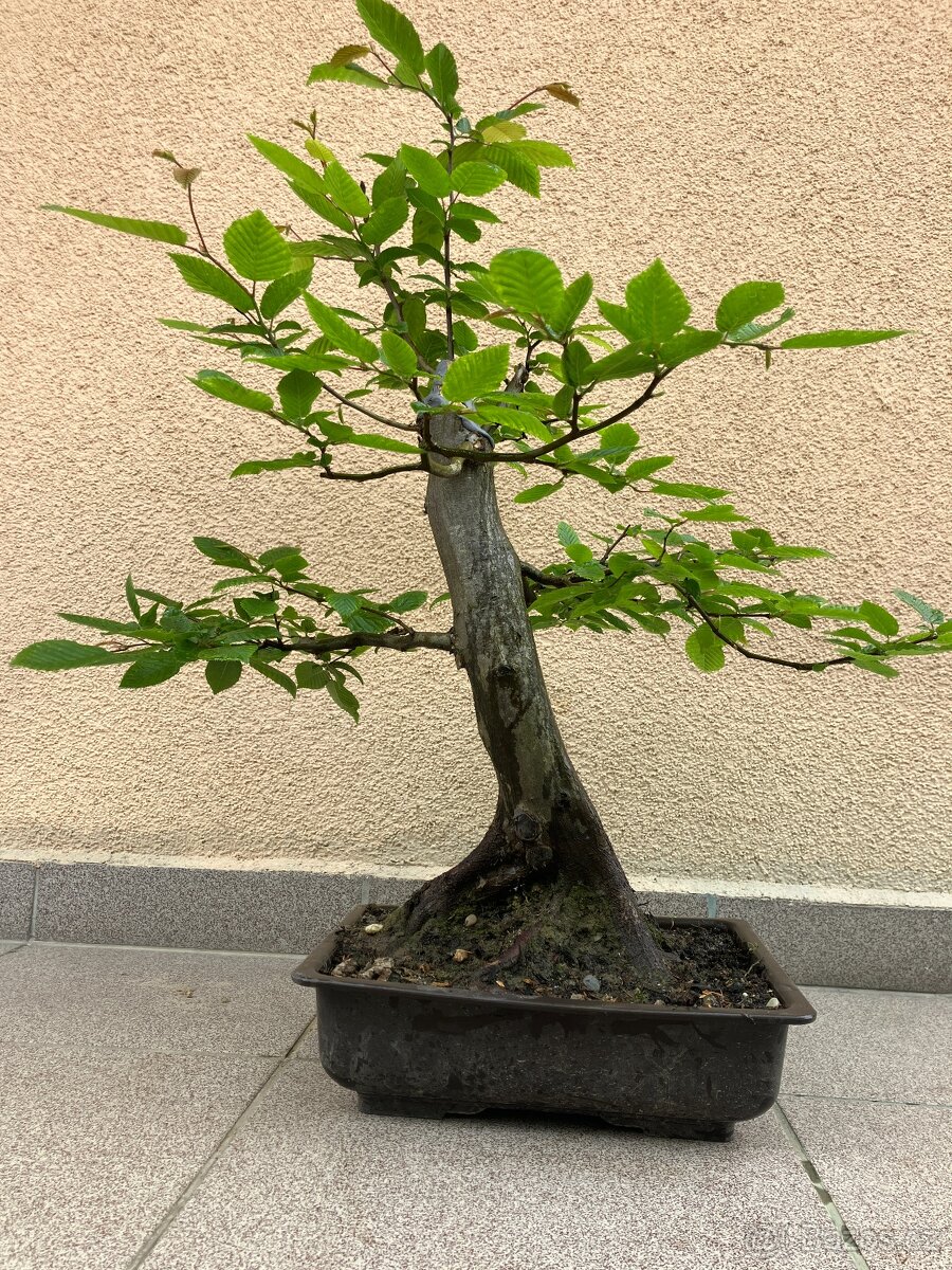 Bonsai, Bonsaj, habr obecný - 5