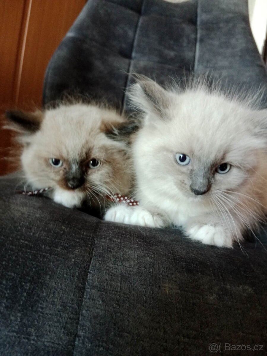 Ragdoll kocourci bez PP - 5