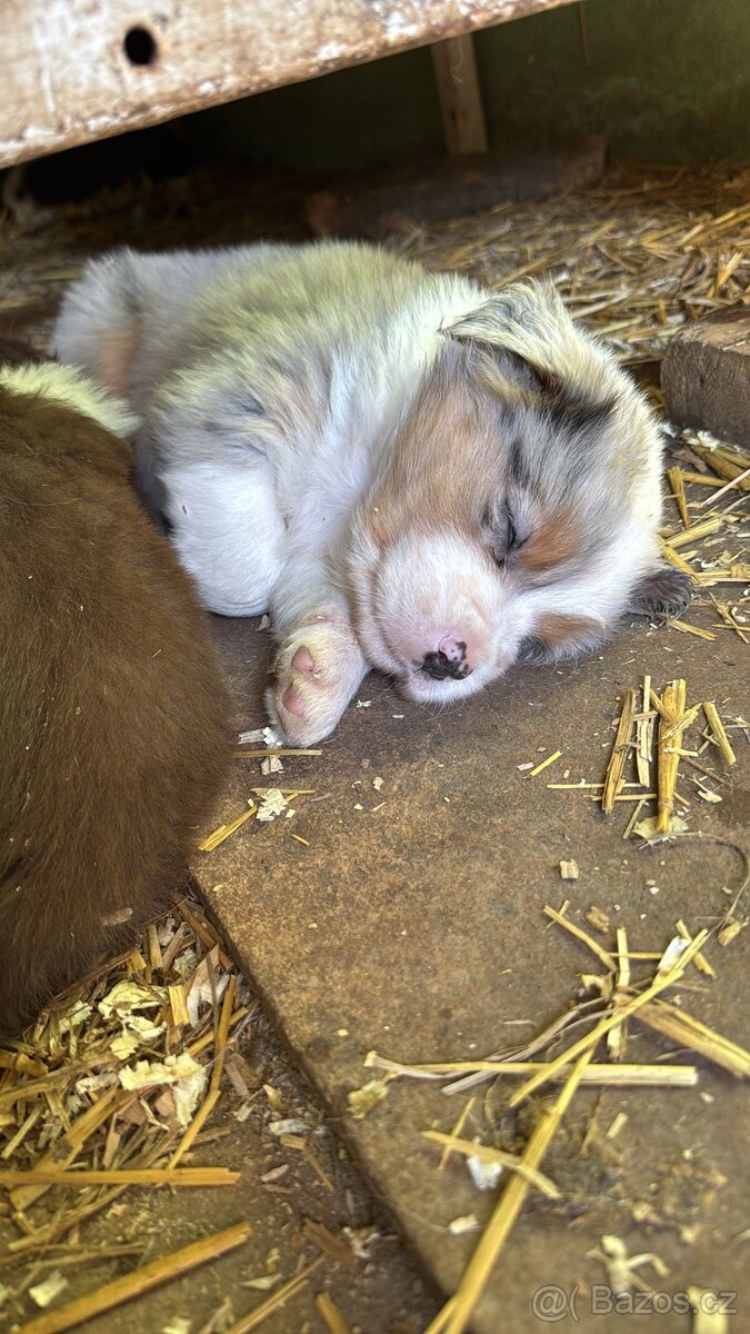 Australský ovčák štěňátka s PP - 5